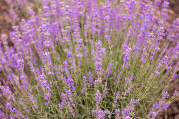 Obraz premium Lavender field
