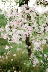 Spring Inspiration, nature in spring. Blooming apple tree at spring garden soft focus