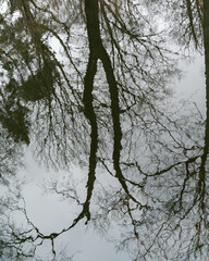 tree reflection in pond water