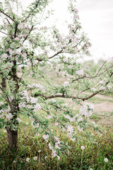 Spring Inspiration, nature in spring. Blooming apple tree at spring garden soft focus