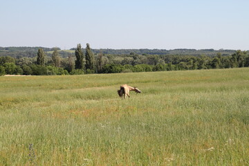 a horse with a long mane in a field against the backdrop of a forest and against the sky.