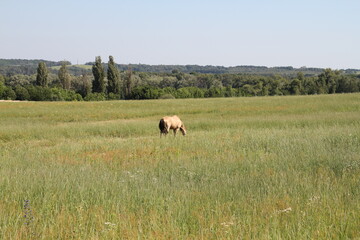 a horse with a long mane in a field against the backdrop of a forest and against the sky.