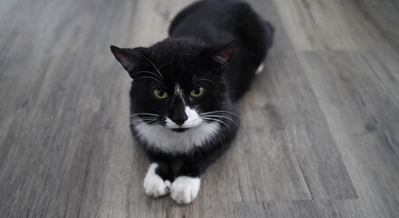 black house cat with white bib and white paws