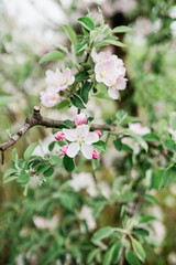 Spring Inspiration, nature in spring. Blooming apple tree at spring garden soft focus
