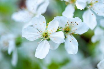 Spring time with cherry blossoms