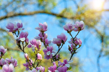Fototapeta premium Magnolia flower bloom on background of blurry Magnolia flowers on Magnolia tree.