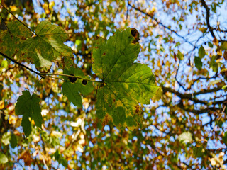 leaves against blue sky