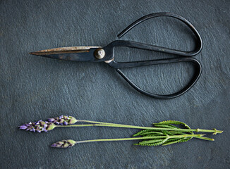 Lovely lavender. Shot of a sprig of lavender next to scissors.