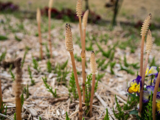 ツクシ　春イメージ