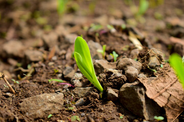 Growing Young Green Corn Seedling Sprouts in Cultivated Agricultural Farm Field