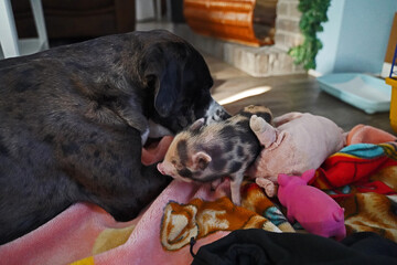 Great Dane - Boxer mix Floki and the little baby mini pig