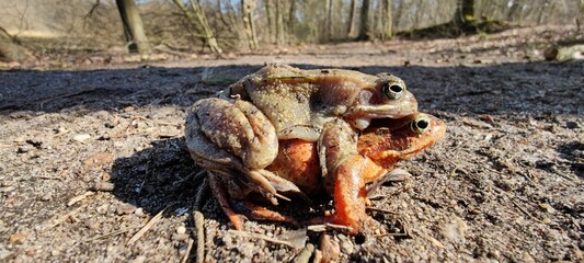 Zwei kopulierende Frösche