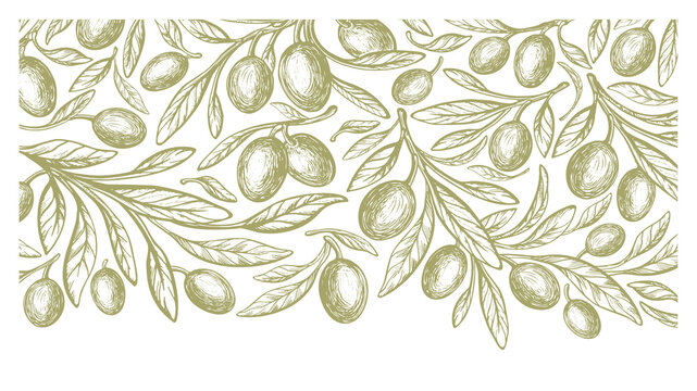 Green mediterranean olives, oil. Vector background