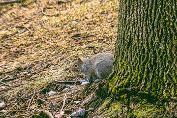 Squirrel is ready to move