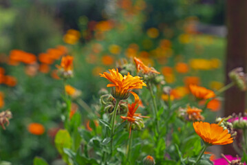 Margaritas naranjas en la isla