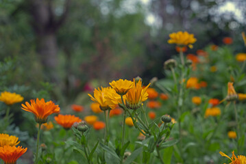 Margaritas naranjas en la isla