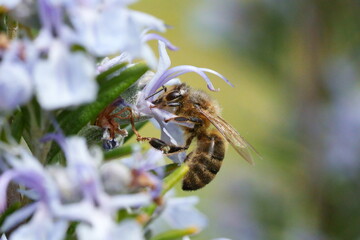 macro d'abeille sauvage