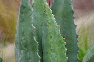 gros plan d'agave
