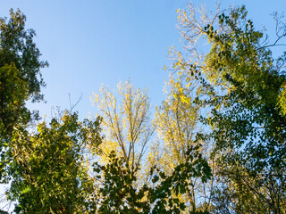 Obraz premium branches against blue sky