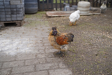 different chickens on a farm in Saxony-Anhalt