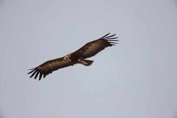 vulture in flight