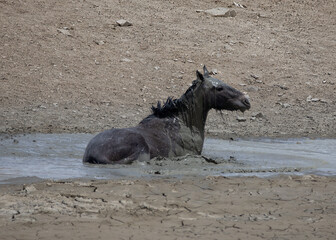 wild mustang horse cooling off with a mud bath