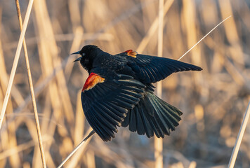 Redwing blackbird - Powered by Adobe