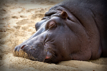 Head of a sleeping hippopotamus