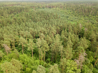 Green coniferous forest in summer. Aerial drone view.