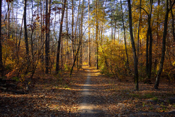 Road through a beautiful autumn forest