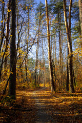 Obraz premium Road through a beautiful autumn forest