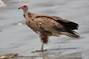 vulture on the ground