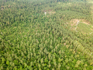 Green coniferous forest in summer. Aerial drone view.