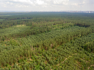 Fototapeta na wymiar Green coniferous forest in summer. Aerial drone view.