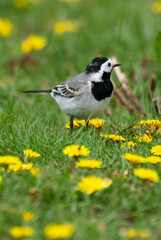 Bergeronnette grise, .Motacilla alba, White Wagtail