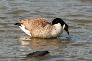 Bernache du Canada,.Branta canadensis, Canada Goose