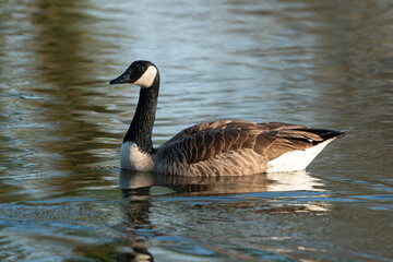 Obraz premium Bernache du Canada,.Branta canadensis, Canada Goose