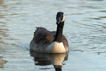 Bernache du Canada,.Branta canadensis, Canada Goose