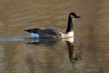 Bernache du Canada,.Branta canadensis, Canada Goose