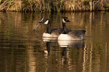 Bernache du Canada,.Branta canadensis, Canada Goose
