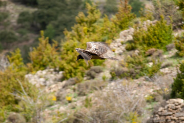 Gypaète barbu, .Gypaetus barbatus, Bearded Vulture