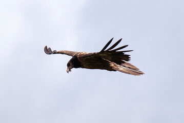 Gypaète barbu, .Gypaetus barbatus, Bearded Vulture