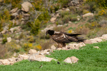 Gypaète barbu, .Gypaetus barbatus, Bearded Vulture