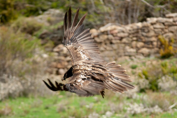 Gypaète barbu, .Gypaetus barbatus, Bearded Vulture