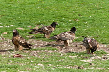 Gypaète barbu, .Gypaetus barbatus, Bearded Vulture