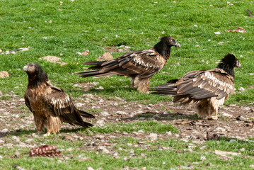 Gypaète barbu, .Gypaetus barbatus, Bearded Vulture