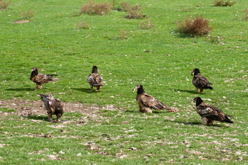 Gypaète barbu, .Gypaetus barbatus, Bearded Vulture
