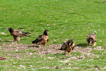 Gypaète barbu, .Gypaetus barbatus, Bearded Vulture