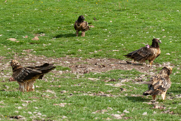Gypaète barbu, .Gypaetus barbatus, Bearded Vulture