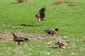 Gypaète barbu, .Gypaetus barbatus, Bearded Vulture